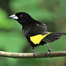 12.  TANAGER  LEMON RUMPED male  ECUADOR.jpg
