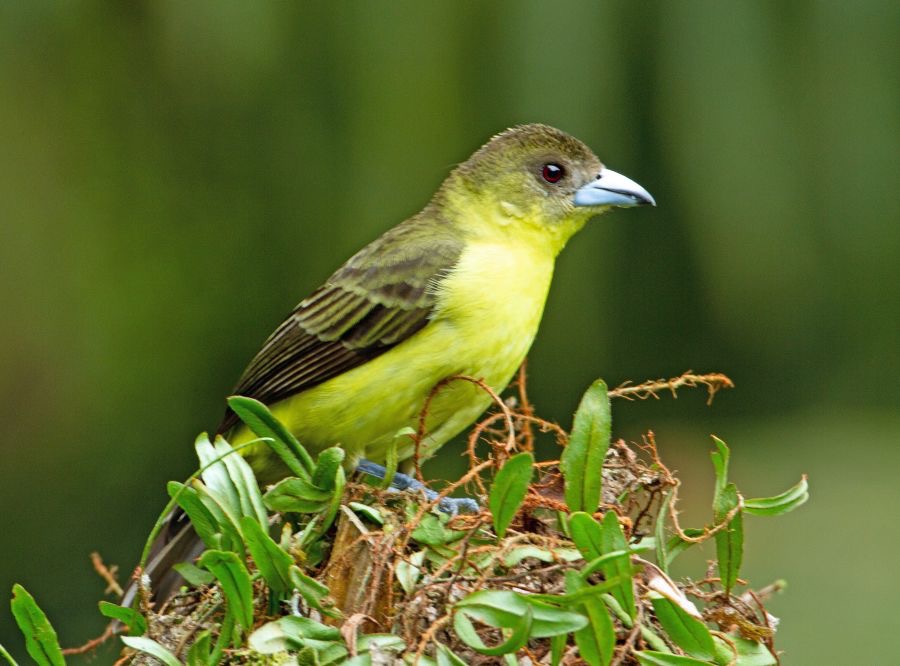 13.  TANAGER   LEMON RUMPED female  ECUADOR.jpg