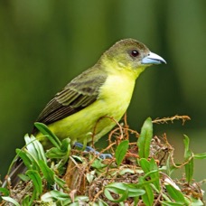 13.  TANAGER   LEMON RUMPED female  ECUADOR.jpg