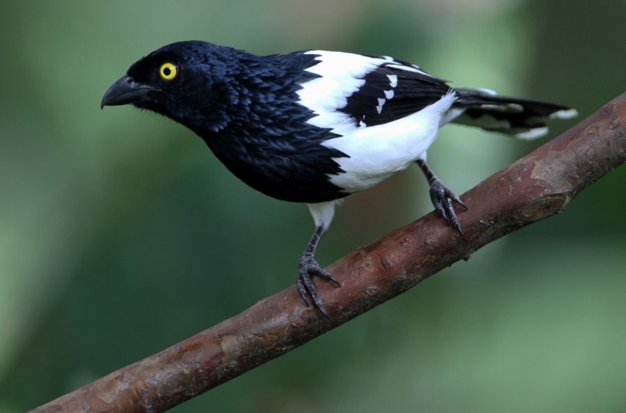 14.  TANAGER   MAGPIE   ECUADOR.jpg