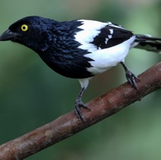 14.  TANAGER   MAGPIE   ECUADOR.jpg