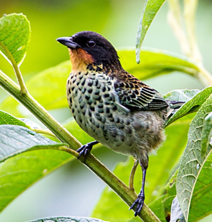 15.    TANAGER   RUFOUS THROATED     ECUADOR.jpg