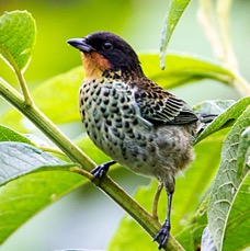 15.    TANAGER   RUFOUS THROATED     ECUADOR.jpg
