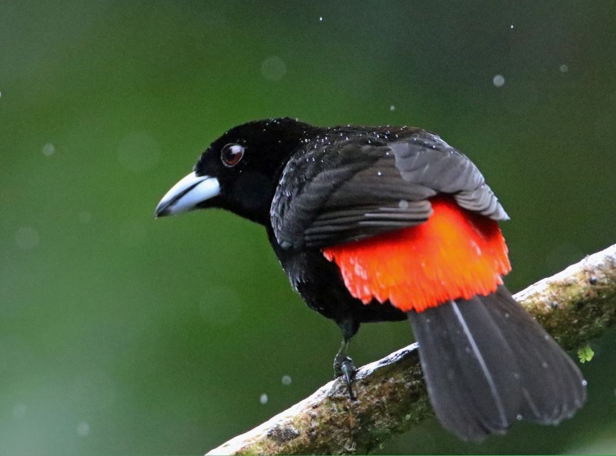 16.  TANAGER             PASSERINIS     male in rain  COSTA RICA.jpg
