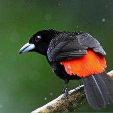 16.  TANAGER             PASSERINIS     male in rain  COSTA RICA.jpg