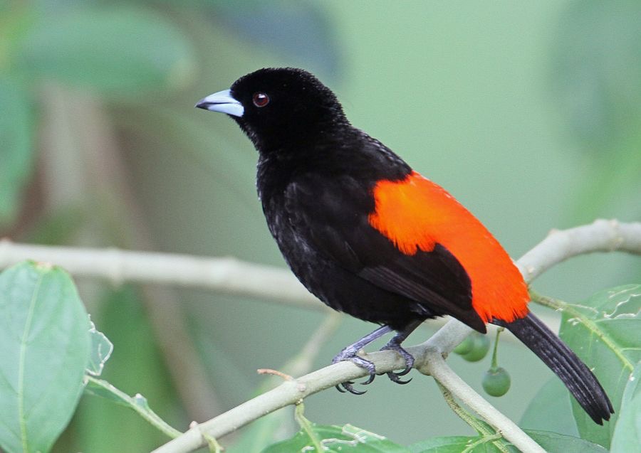 17.  TANAGER PASSERINIS  male    COSTA RICA.JPG
