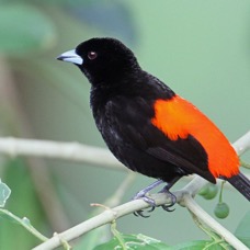 17.  TANAGER PASSERINIS  male    COSTA RICA.JPG