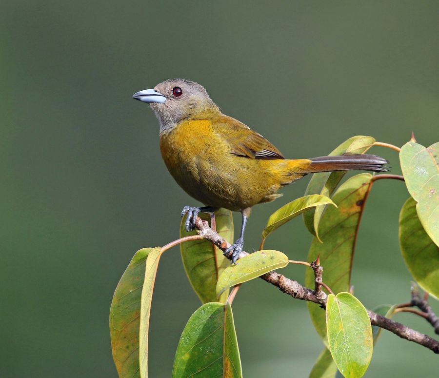 18.  TANAGER          PASSERINIS  female          COSTA RICA.jpg