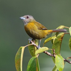 18.  TANAGER          PASSERINIS  female          COSTA RICA.jpg