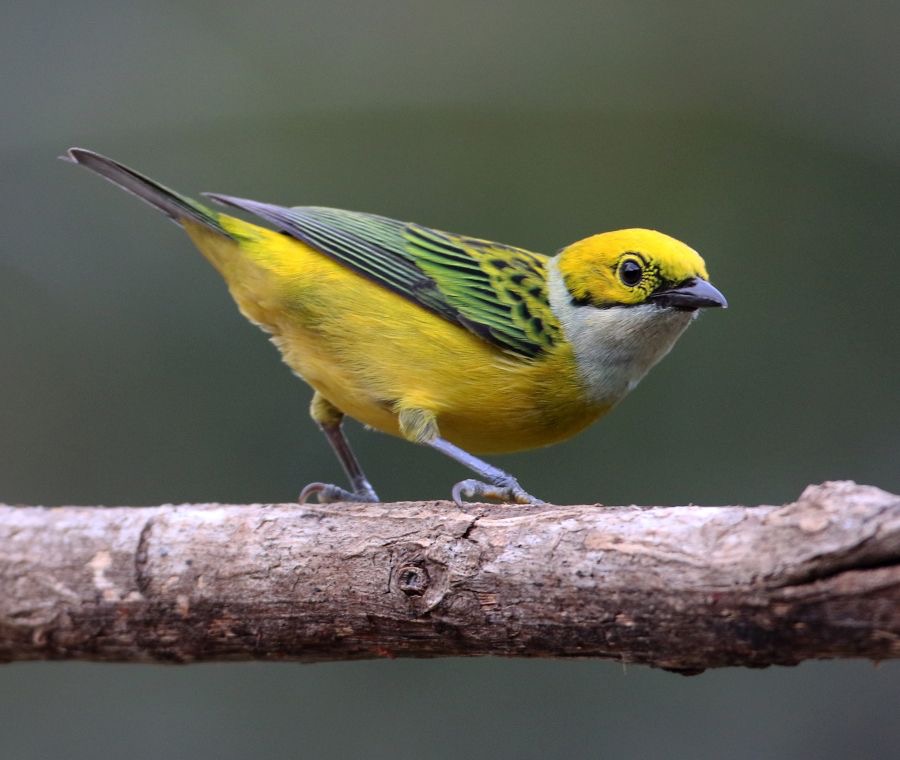19.  TANAGER  SILVER   THROATED  COSTA  RICA.jpg