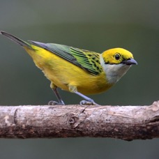 19.  TANAGER  SILVER   THROATED  COSTA  RICA.jpg