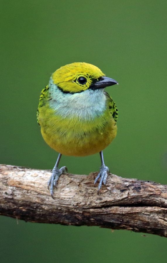 20.  TANAGER  SILVER  THROATED  COSTA RICA.jpg