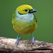 20.  TANAGER  SILVER  THROATED  COSTA RICA.jpg