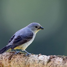 21.  TANAGER      PLAIN COLOURED COSTA RICA.jpg