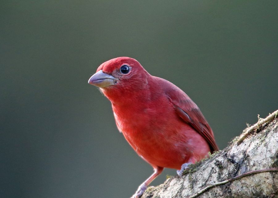 22.  TANAGER                SUMMER     male            COSTA RICA.jpg