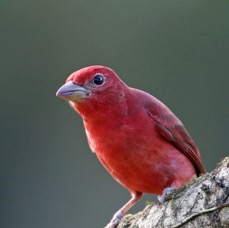 22.  TANAGER                SUMMER     male            COSTA RICA.jpg