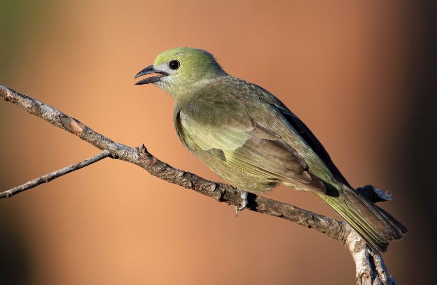 23.  TANAGER       PALM           BRAZIL.jpg