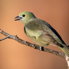 23.  TANAGER       PALM           BRAZIL.jpg