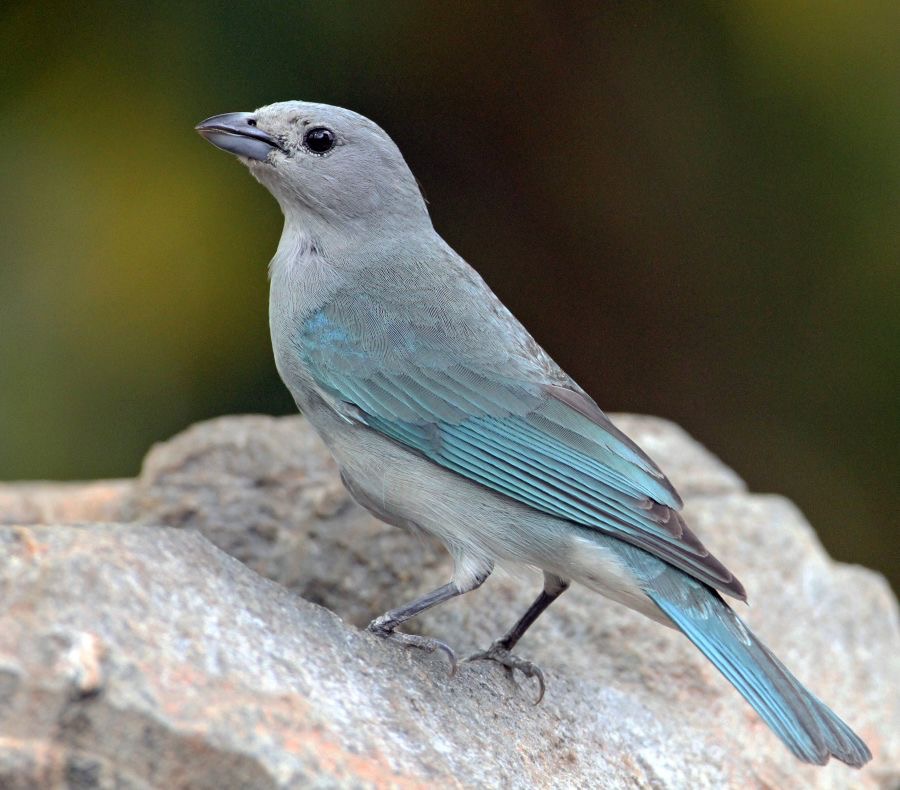 24.  TANAGER  SAYACA      BRAZIL.jpg