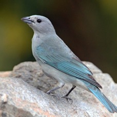 24.  TANAGER  SAYACA      BRAZIL.jpg