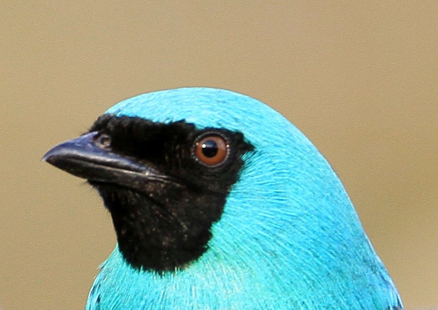 25.  TANAGER           SWALLOW     male BRAZIL.JPG