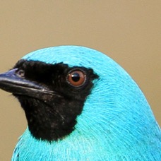 25.  TANAGER           SWALLOW     male BRAZIL.JPG