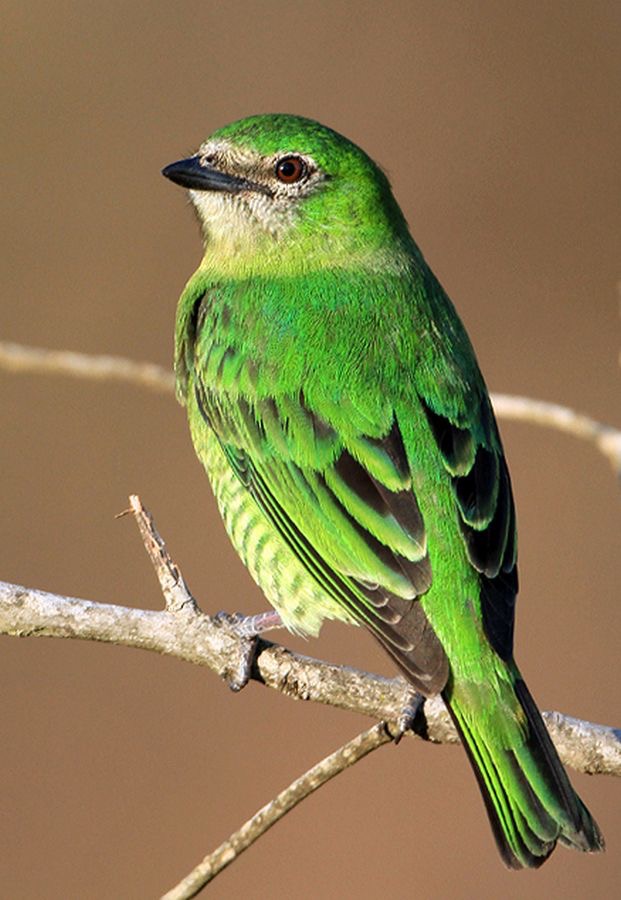 26.  TANAGER          SWALLOW   female  BRAZIL.jpg