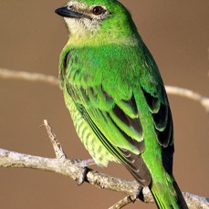 26.  TANAGER          SWALLOW   female  BRAZIL.jpg
