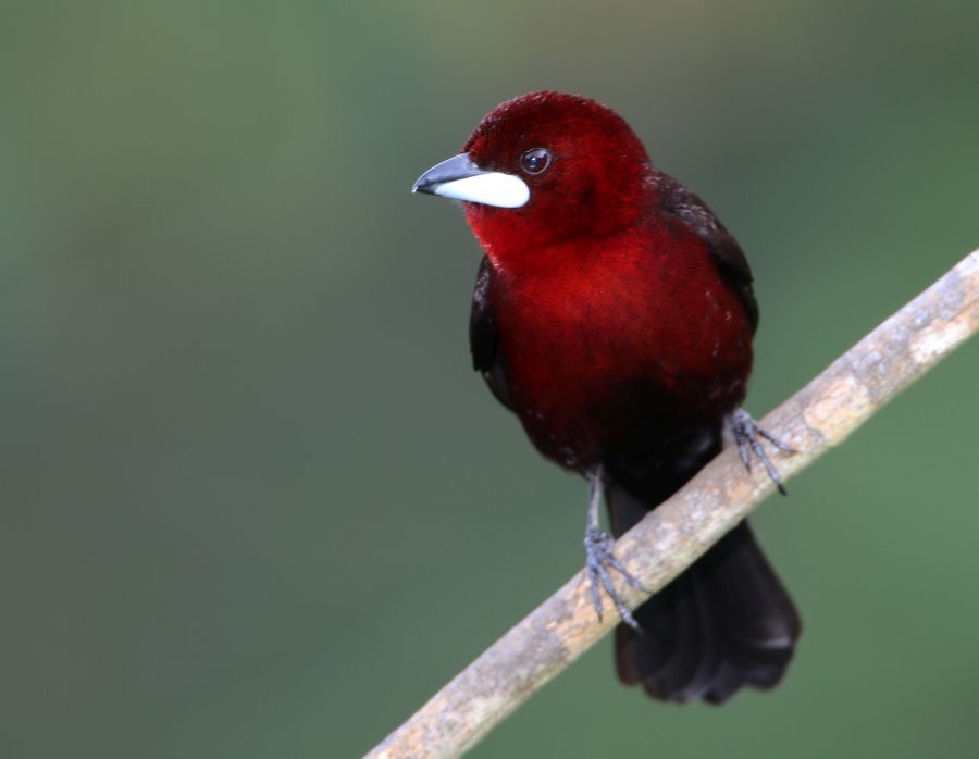 27.  TANAGER SILVER-BEAKED male     TRINIDAD.jpg