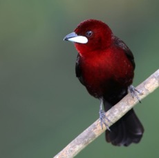 27.  TANAGER SILVER-BEAKED male     TRINIDAD.jpg
