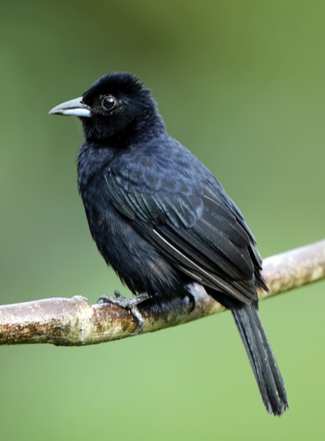 28.  TANAGER   WHITE LINED   male     TRINIDAD.jpg