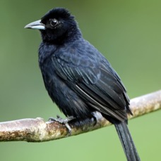 28.  TANAGER   WHITE LINED   male     TRINIDAD.jpg