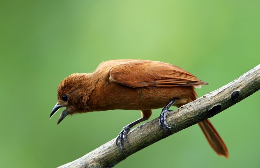29.  TANAGER   WHITE   LINED  female  TRINIDAD.jpg