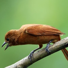 29.  TANAGER   WHITE   LINED  female  TRINIDAD.jpg
