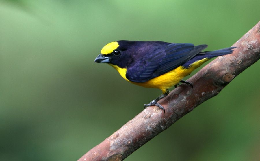 31.  EUPHONIA ORANGE BELLIED  male  ECUADOR.jpg