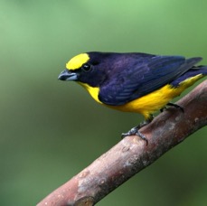 31.  EUPHONIA ORANGE BELLIED  male  ECUADOR.jpg