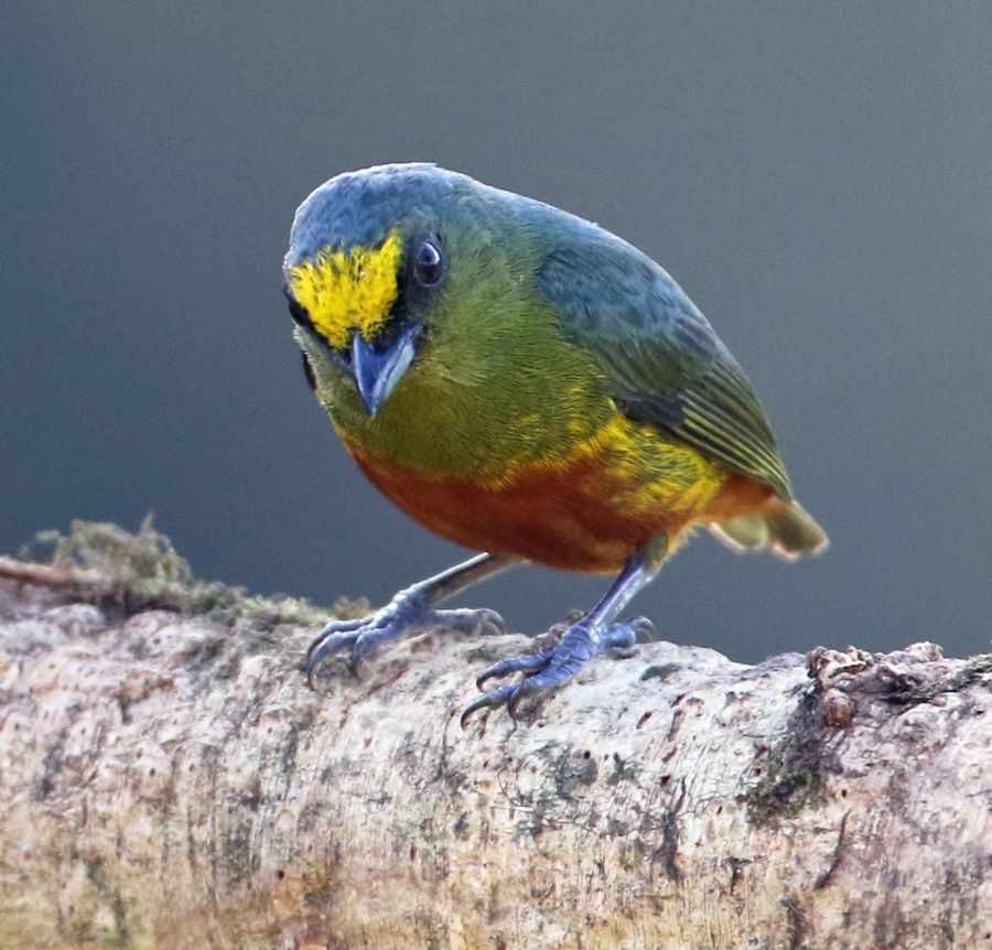 33.  EUPHONIA.  OLIVE-BACKED.   male             COSTA RICA.jpg