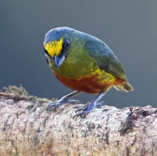 33.  EUPHONIA.  OLIVE-BACKED.   male             COSTA RICA.jpg
