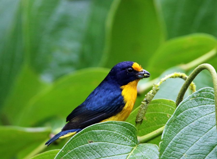 34.  EUPHONIA VIOLACEOUS    male           TRINIDAD.jpg