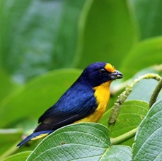 34.  EUPHONIA VIOLACEOUS    male           TRINIDAD.jpg