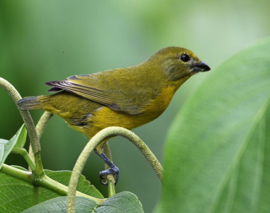 35.  EUPHONIA VIOLACEOUS  female     TRINIDAD.jpg