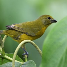 35.  EUPHONIA VIOLACEOUS  female     TRINIDAD.jpg