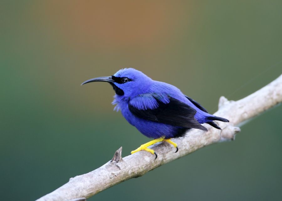 36.  HONEYCREEPER  PURPLE male   TRINIDAD.jpg