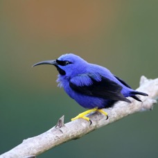 36.  HONEYCREEPER  PURPLE male   TRINIDAD.jpg