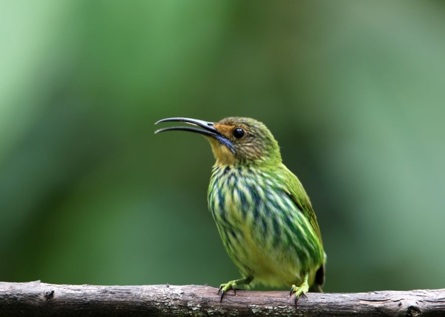 37.  HONEYCREEPER PURPLE   female   TRINIDAD.jpg