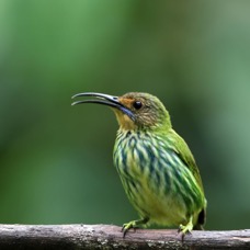 37.  HONEYCREEPER PURPLE   female   TRINIDAD.jpg
