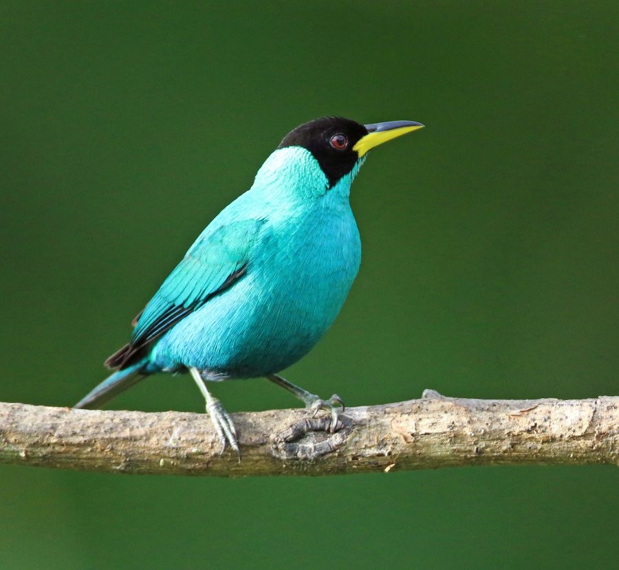 38.  HONEYCREEPER  GREEN  male   TRINIDAD.jpg