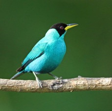 38.  HONEYCREEPER  GREEN  male   TRINIDAD.jpg