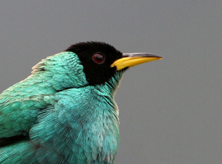 39.  HONEYCREEPER GREEN male   ECUADOR.jpg