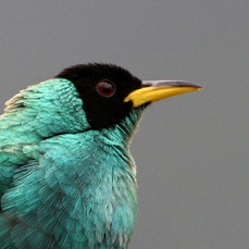 39.  HONEYCREEPER GREEN male   ECUADOR.jpg